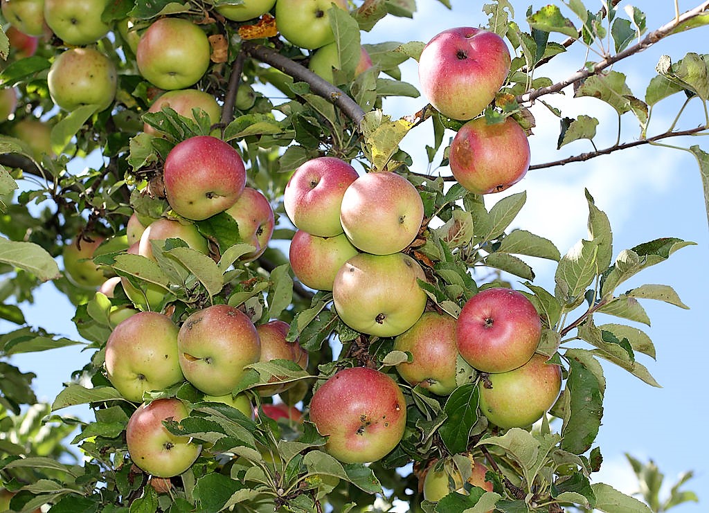 Wie appelen vaart wie appelen eet=als je voor iemand werkt kan ze