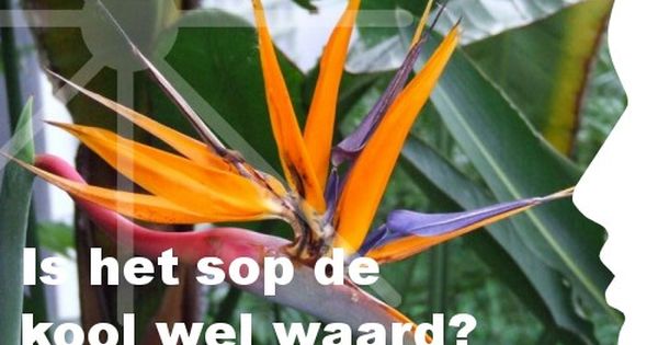 De vis is de boet niet weerd.=het sop is de kool niet waard