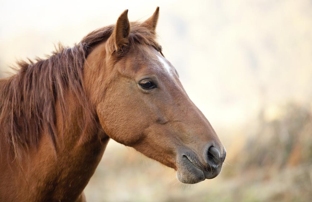 Denken Moet Je Aan Een Paard Overlaten