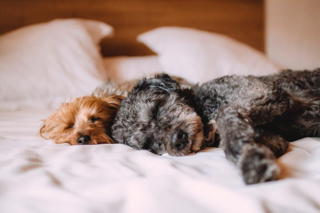 Maak geen slapende honden wakker.= Je moet altijd op je hoede zijn