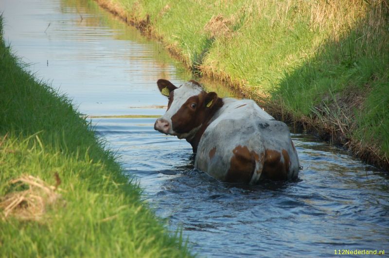 Haal geen oude koeien uit de sloot. | Oneliners op www.one-liners.nl