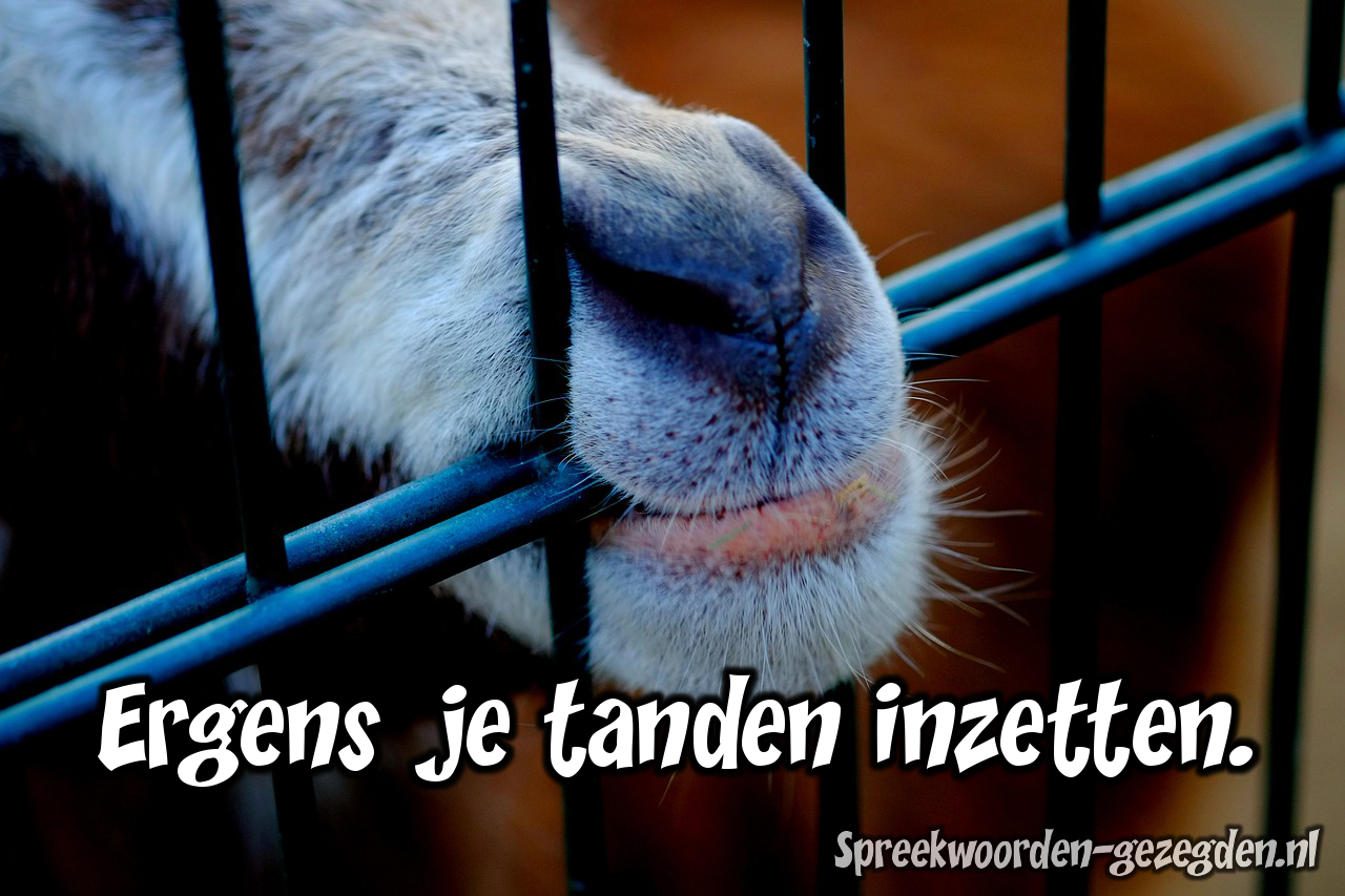 Ergens de tanden inzetten.=Vasthoudend zijn, niet snel opgeven
