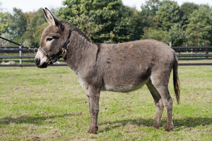Tot hun 16e zeuren ze over een paard en als ze 17 zijn Tot hun 16e zeuren ze over een paard en als ze 17 zijn