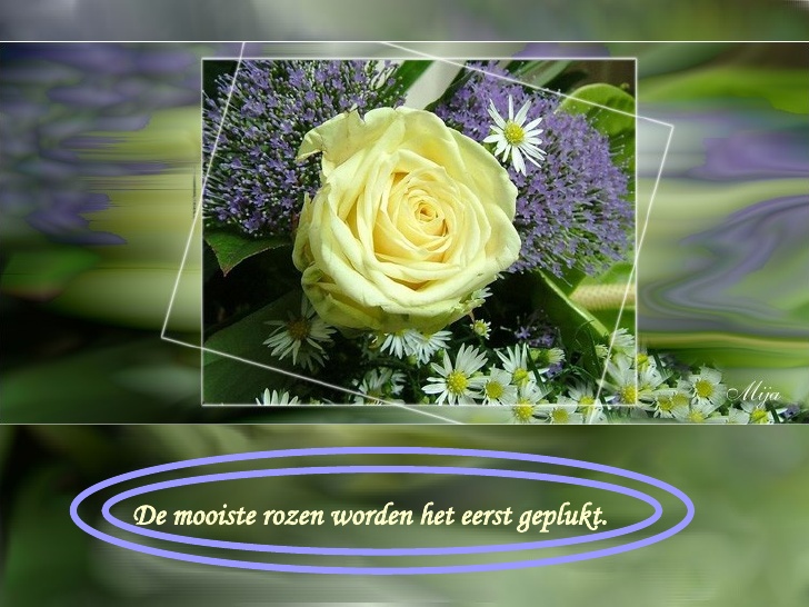 De mooiste rozen worden het eerst geplukt. Oneliners op De mooiste rozen worden het eerst geplukt. Oneliners op