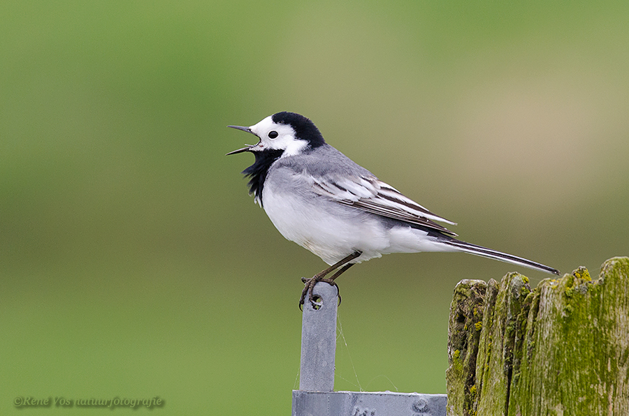 Een oude vogel is niet licht te vangen .= Ervaren en slimme mensen laten zich niet snel