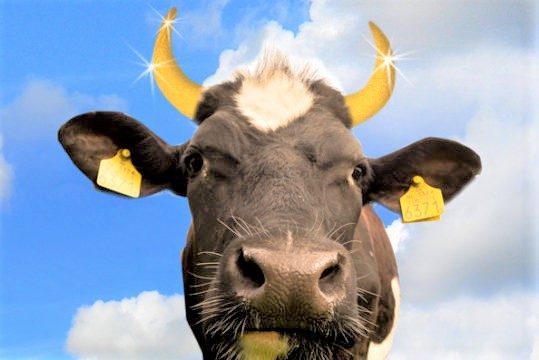 Koeien Met Gouden Horens Beloven