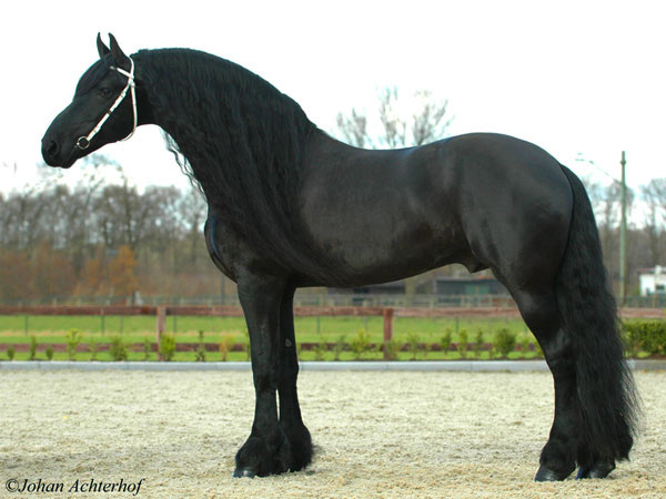 Het beste paard van stal =de geliefdste en beste zijn in een gezelschap