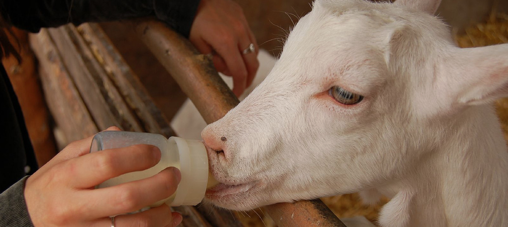 Je kan niet de kool en de geit sparen.=Je moet keuzes maken