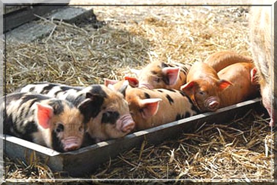 Hoe meer vis hoe droever water.=vele varkens maken de spoeling dun