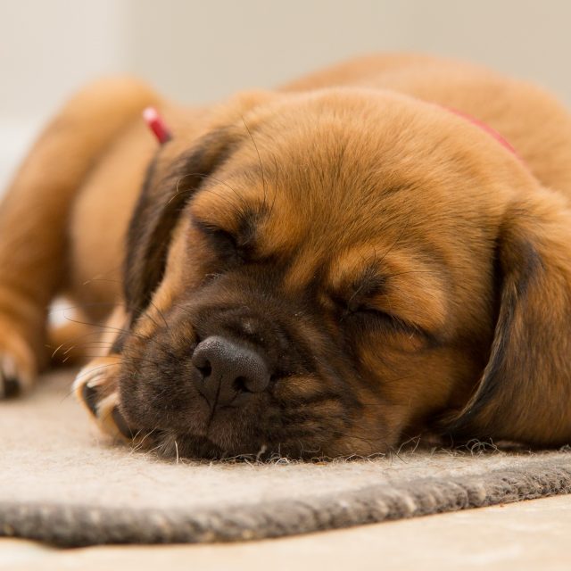 Je moet geen slapende honden wakker maken. =Beter niet over een bepaald onderwerp beginnen Je moet geen slapende honden wakker maken. =Beter niet over een bepaald onderwerp beginnen
