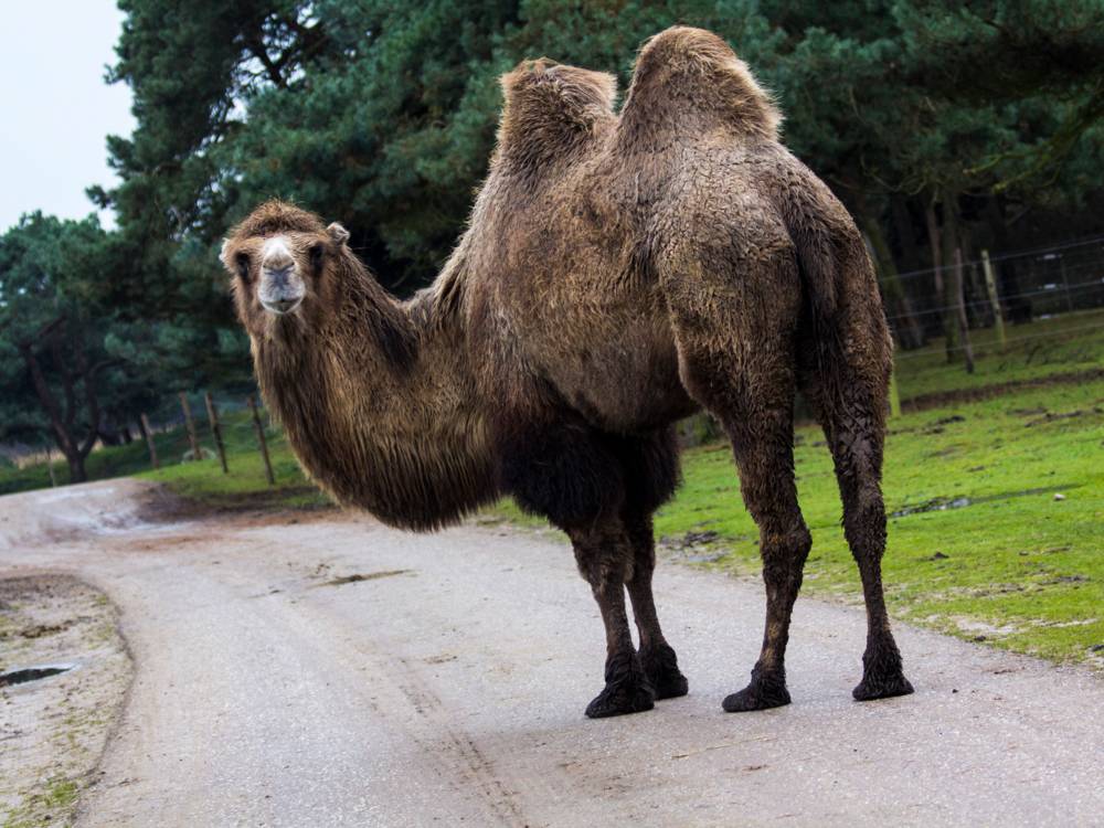 Een kameel kan wel 10 dagen werken zonder te drinken; ik kan wel 10 dagen drinken zonder te Een kameel kan wel 10 dagen werken zonder te drinken; ik kan wel 10 dagen drinken zonder te